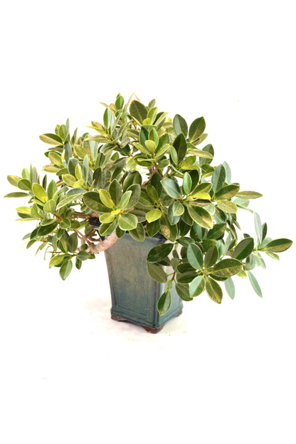 Green Island Ficus Bonsai Ceramic Pot - One of a Kind Bonsai
