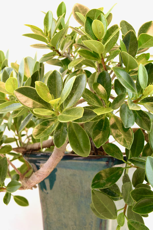 Green Island Ficus Bonsai Ceramic Pot - One of a Kind Bonsai