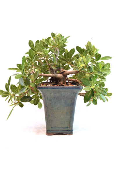Green Island Ficus Bonsai Ceramic Pot - One of a Kind Bonsai
