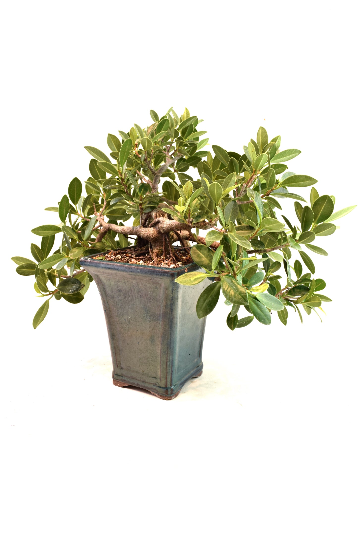 Green Island Ficus Bonsai Ceramic Pot - One of a Kind Bonsai