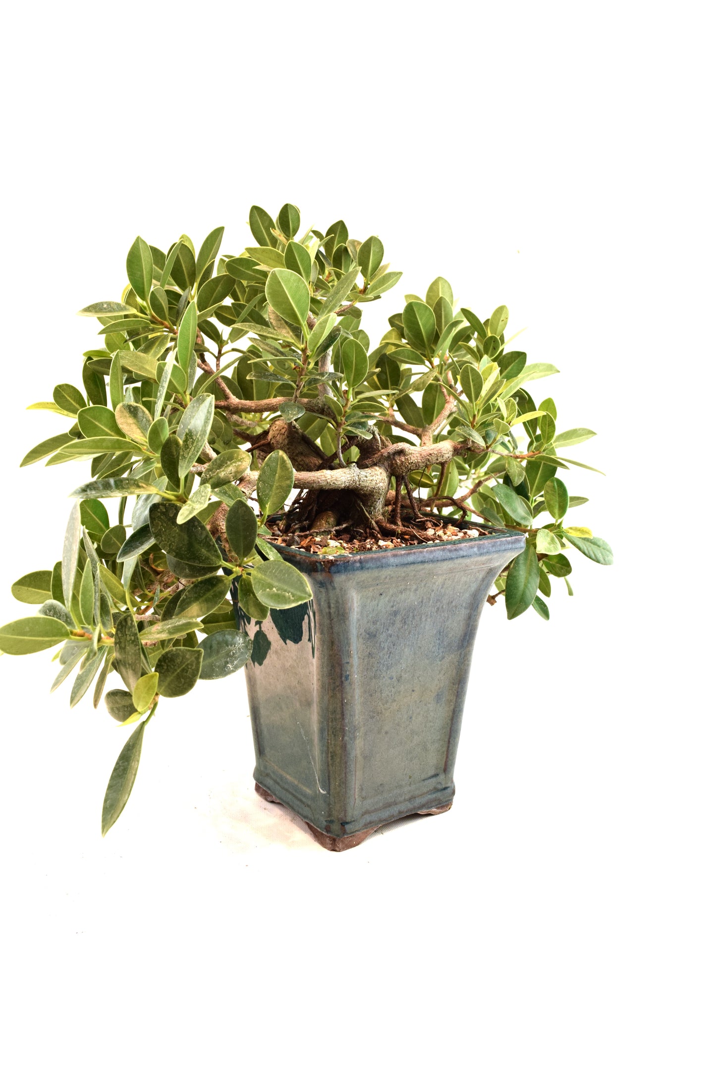 Green Island Ficus Bonsai Ceramic Pot - One of a Kind Bonsai