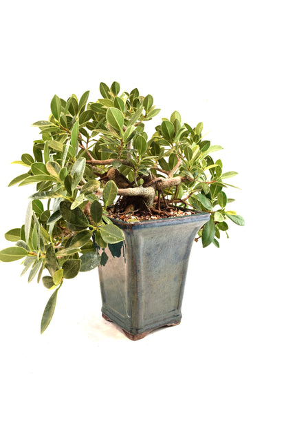 Green Island Ficus Bonsai Ceramic Pot - One of a Kind Bonsai