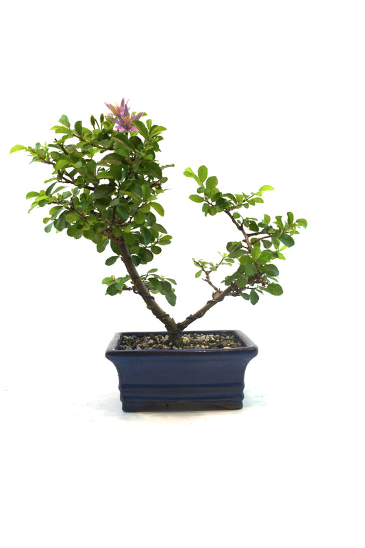 Grewia Bonsai Tree in 6" Pot - One of a Kind Bonsai