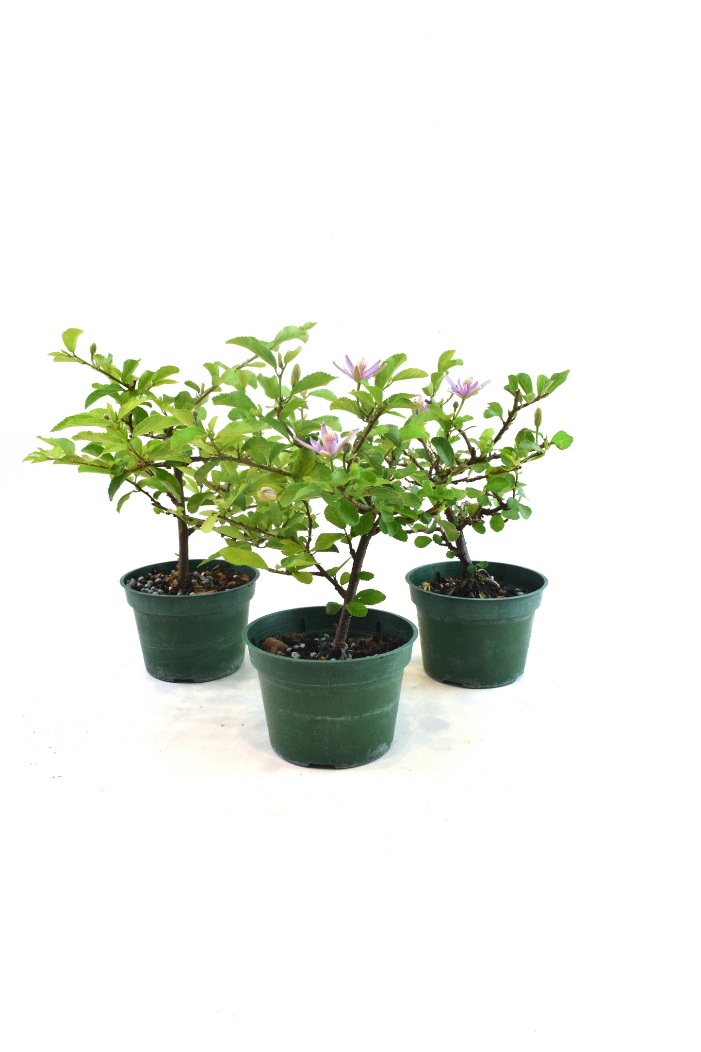 Grewia Lavender Star Bonsai in 4" Pot - Pre Bonsai