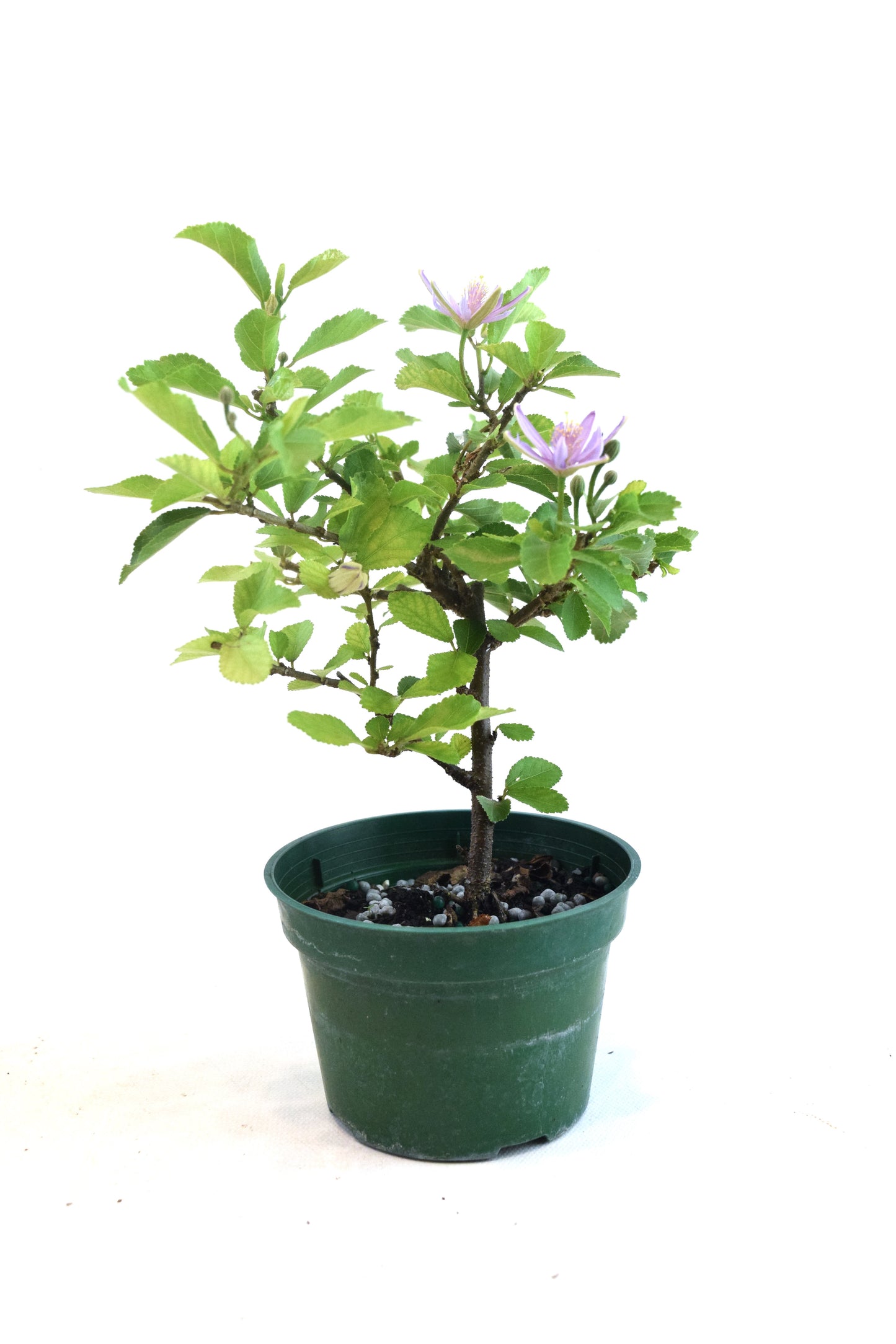 Grewia Lavender Star Bonsai in 4" Pot - Pre Bonsai