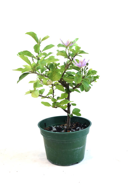 Grewia Lavender Star Bonsai in 4" Pot - Pre Bonsai