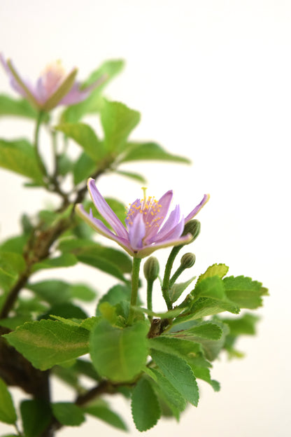 Grewia Lavender Star Bonsai in 6" Pot - Pre Bonsai