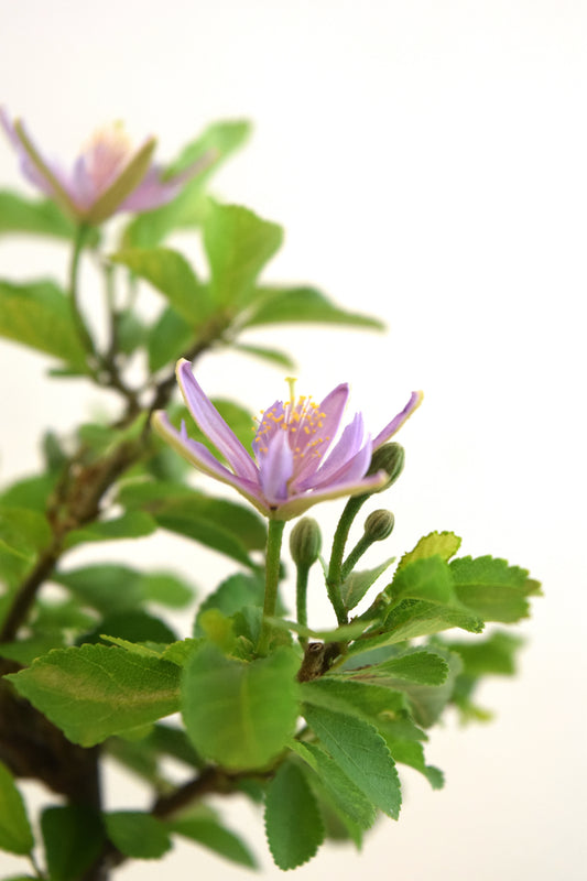 Grewia Lavender Star Bonsai in 6" Pot - Pre Bonsai