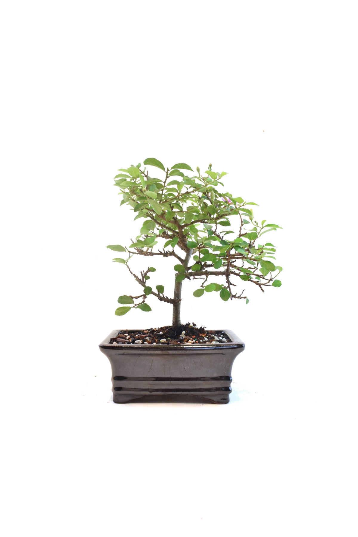 Grewia Lavender Star Bonsai Tree in 6" Pot - One of a Kind Bonsai