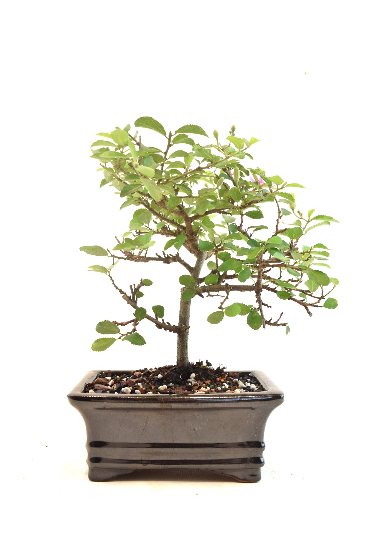 Grewia Lavender Star Bonsai Tree in 6" Pot - One of a Kind Bonsai