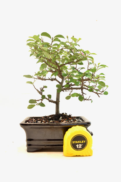 Grewia Lavender Star Bonsai Tree in 6" Pot - One of a Kind Bonsai