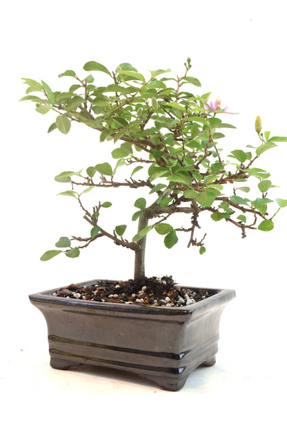 Grewia Lavender Star Bonsai Tree in 6" Pot - One of a Kind Bonsai