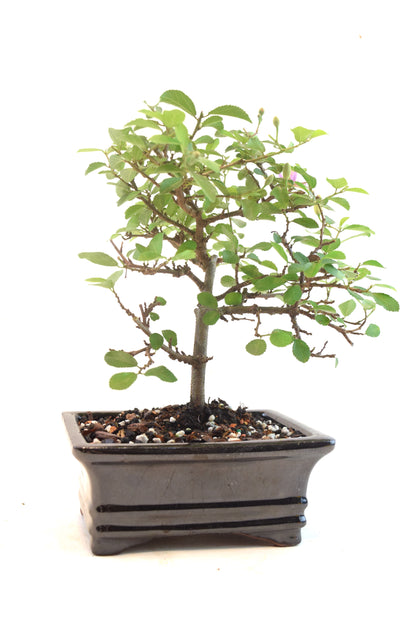 Grewia Lavender Star Bonsai Tree in 6" Pot - One of a Kind Bonsai