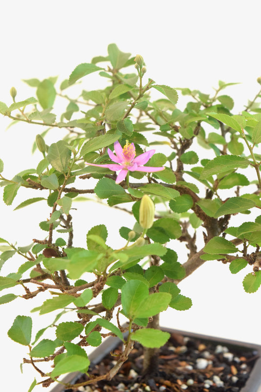 Grewia Lavender Star Bonsai Tree in 6" Pot - One of a Kind Bonsai