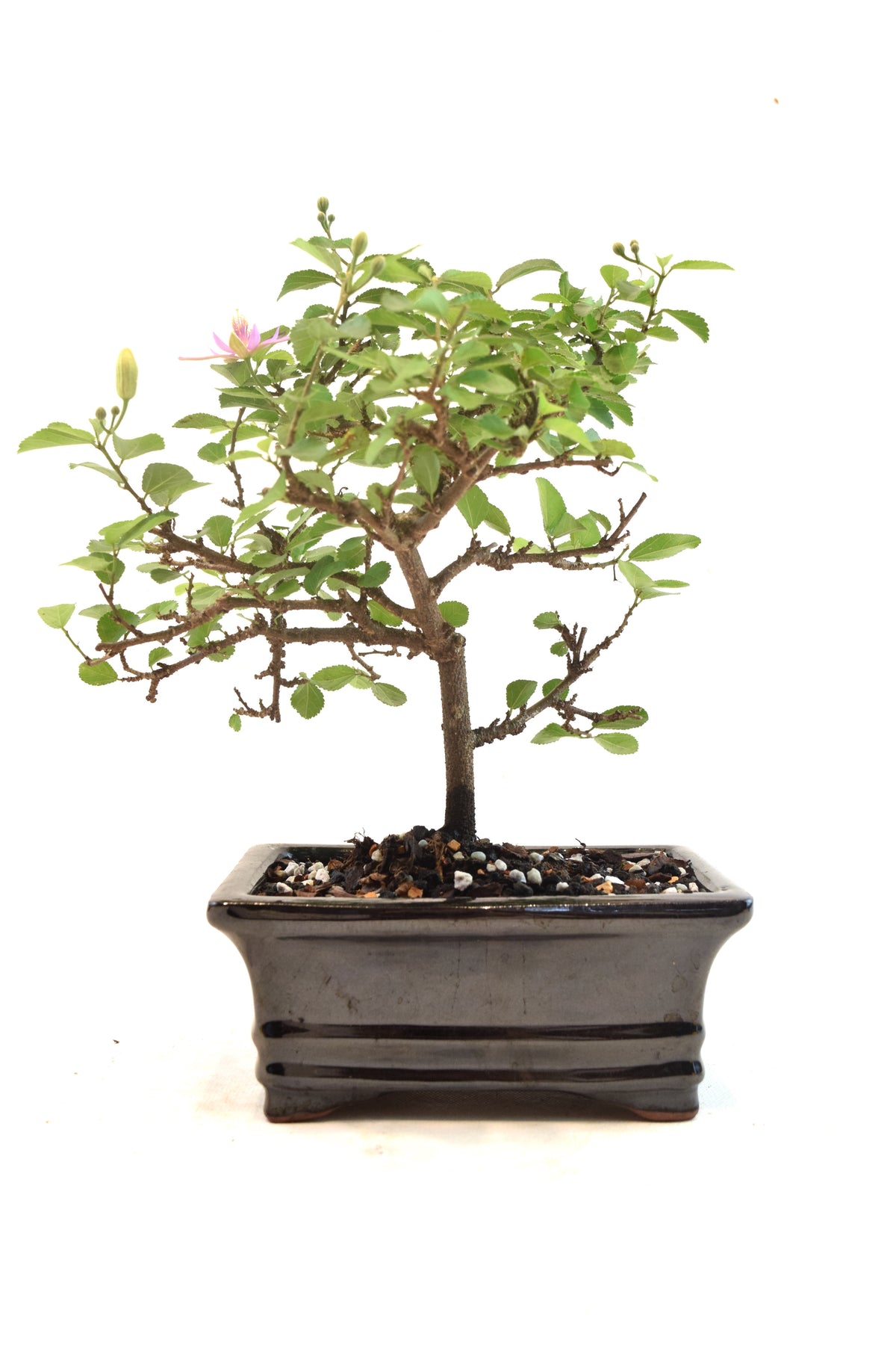 Grewia Lavender Star Bonsai Tree in 6" Pot - One of a Kind Bonsai