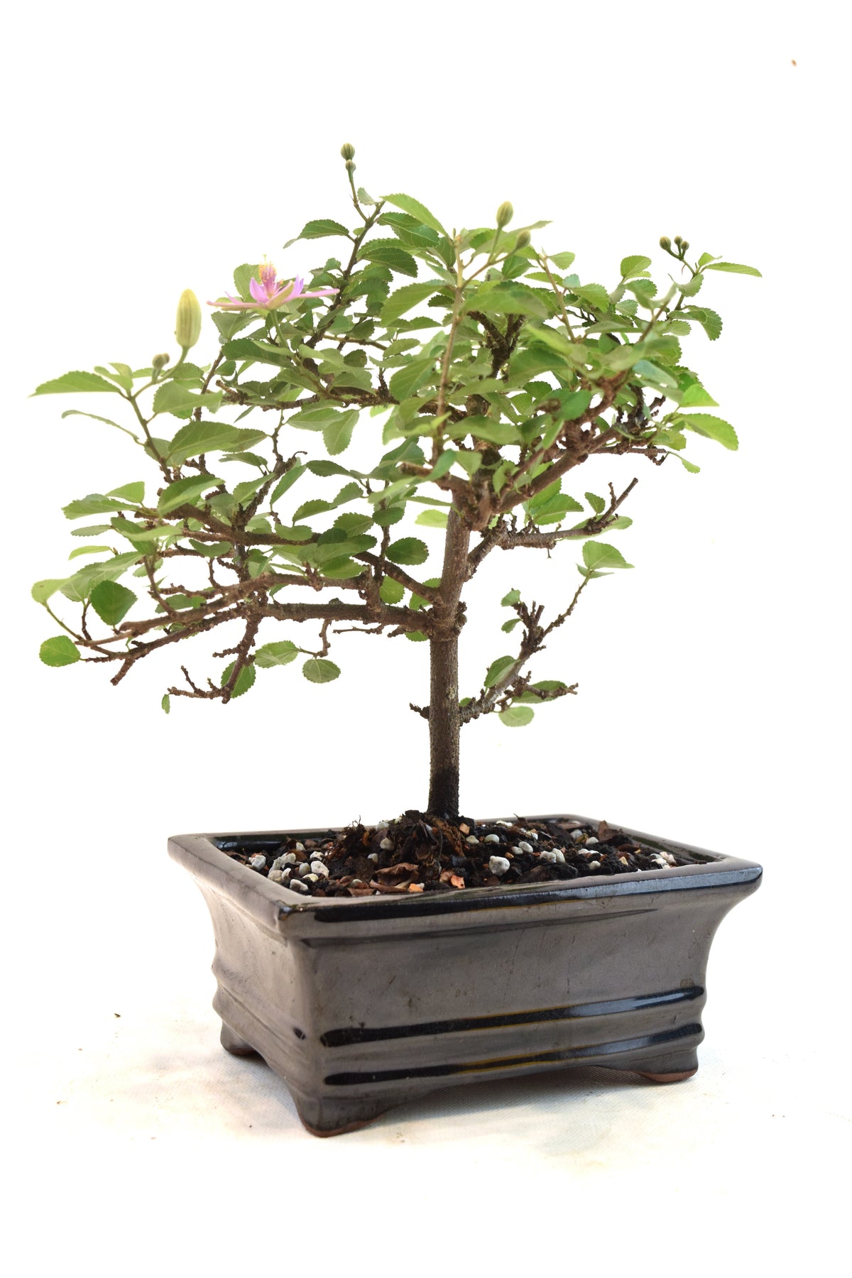 Grewia Lavender Star Bonsai Tree in 6" Pot - One of a Kind Bonsai
