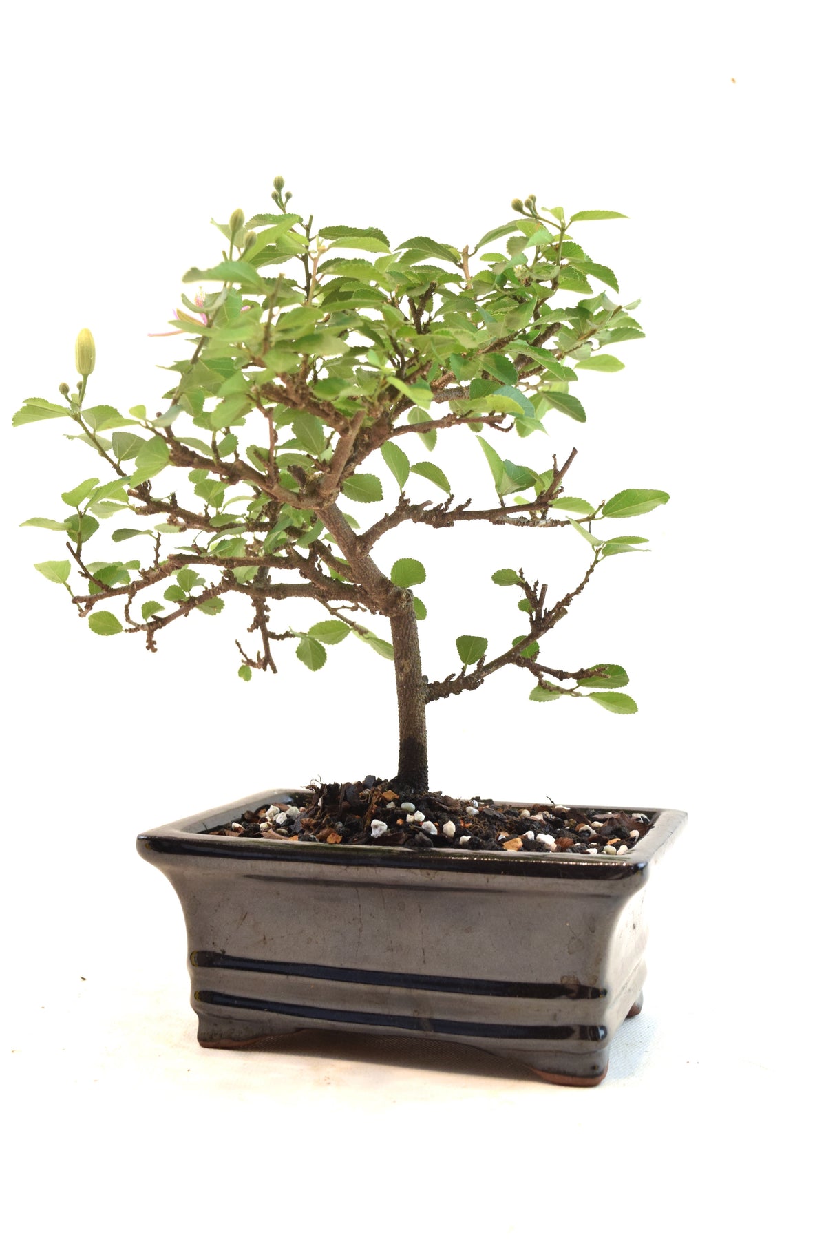Grewia Lavender Star Bonsai Tree in 6" Pot - One of a Kind Bonsai