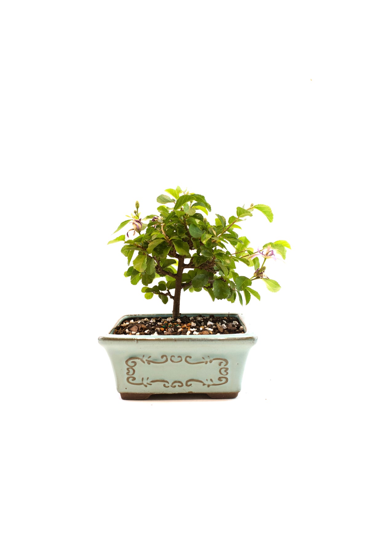 Grewia Lavender Star Bonsai Tree in 6" Pot - Similar Bonsai