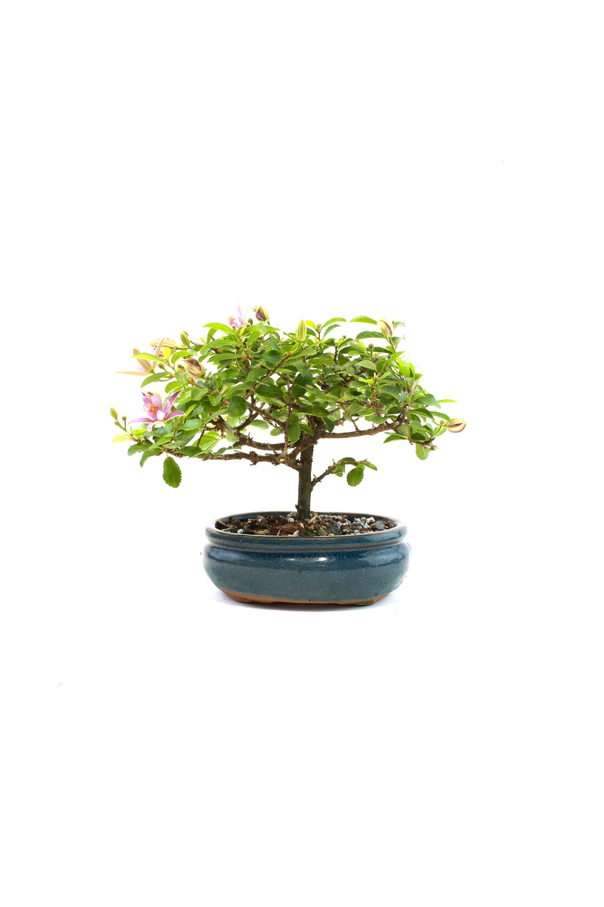 Grewia Lavender Star Bonsai Tree in 6" Pot - Similar Bonsai