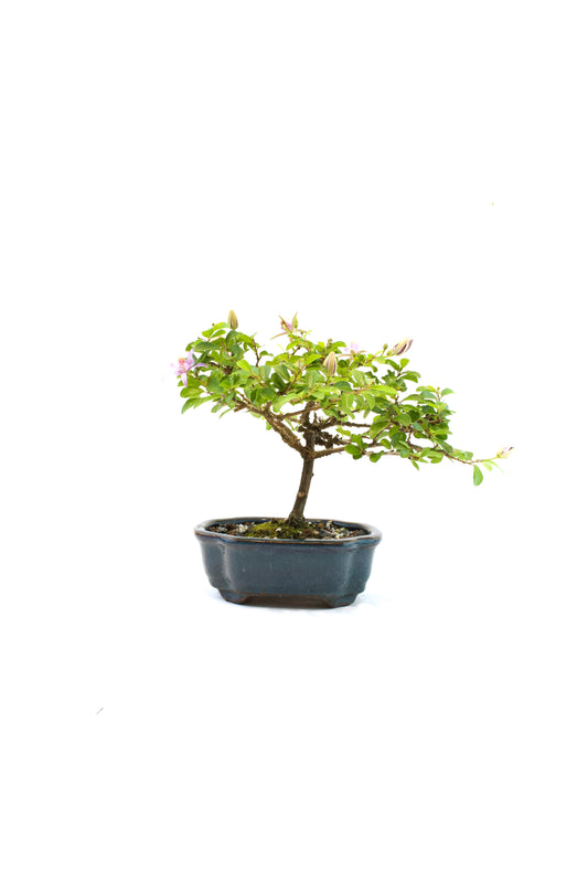 Grewia Lavender Star Bonsai Tree in 6" Pot - One of a Kind Bonsai