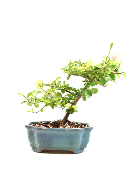 Grewia Lavender Star Bonsai Tree in 6" Pot - One of a Kind Bonsai