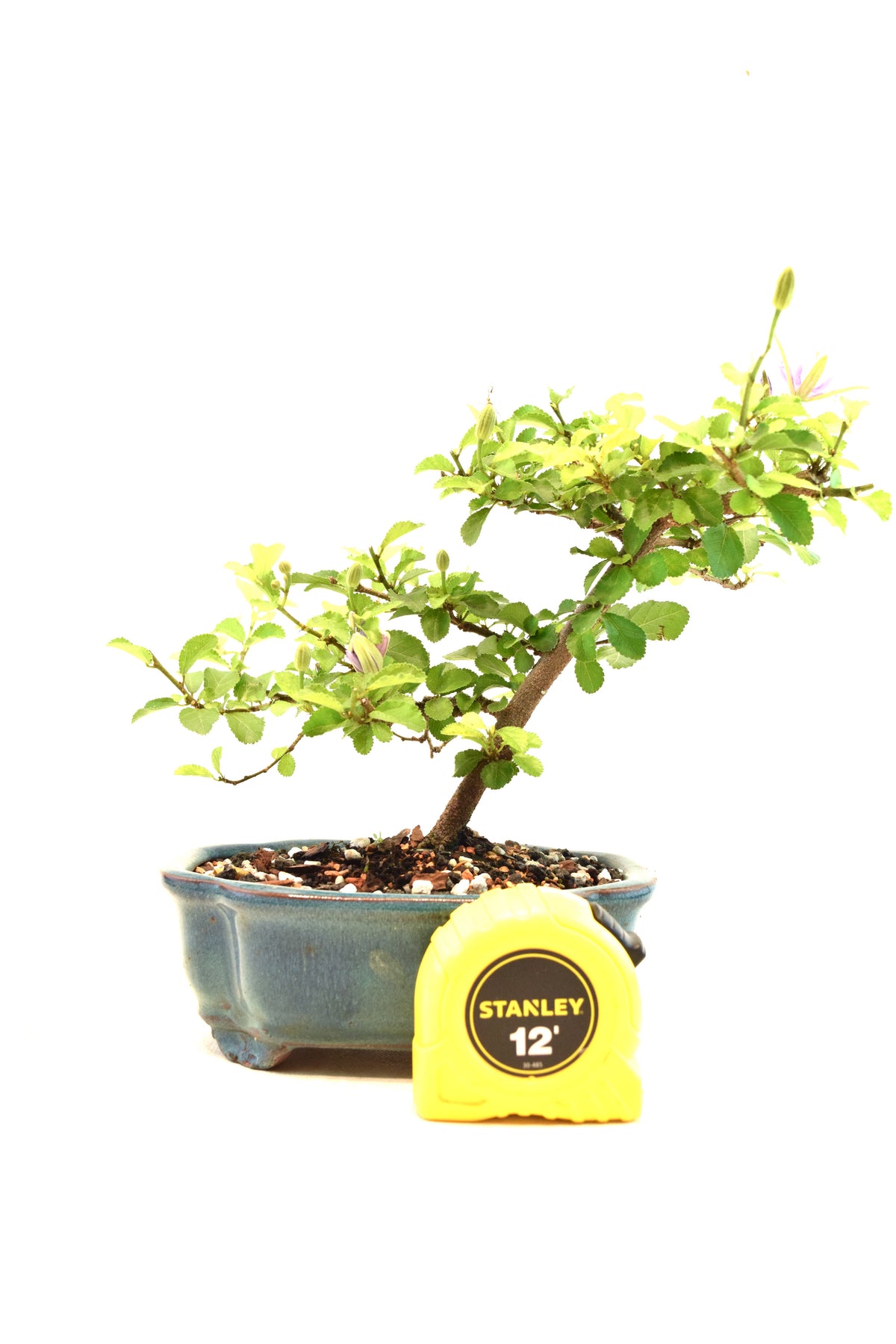 Grewia Lavender Star Bonsai Tree in 6" Pot - One of a Kind Bonsai