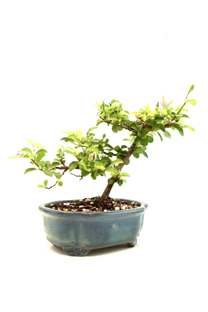 Grewia Lavender Star Bonsai Tree in 6" Pot - One of a Kind Bonsai