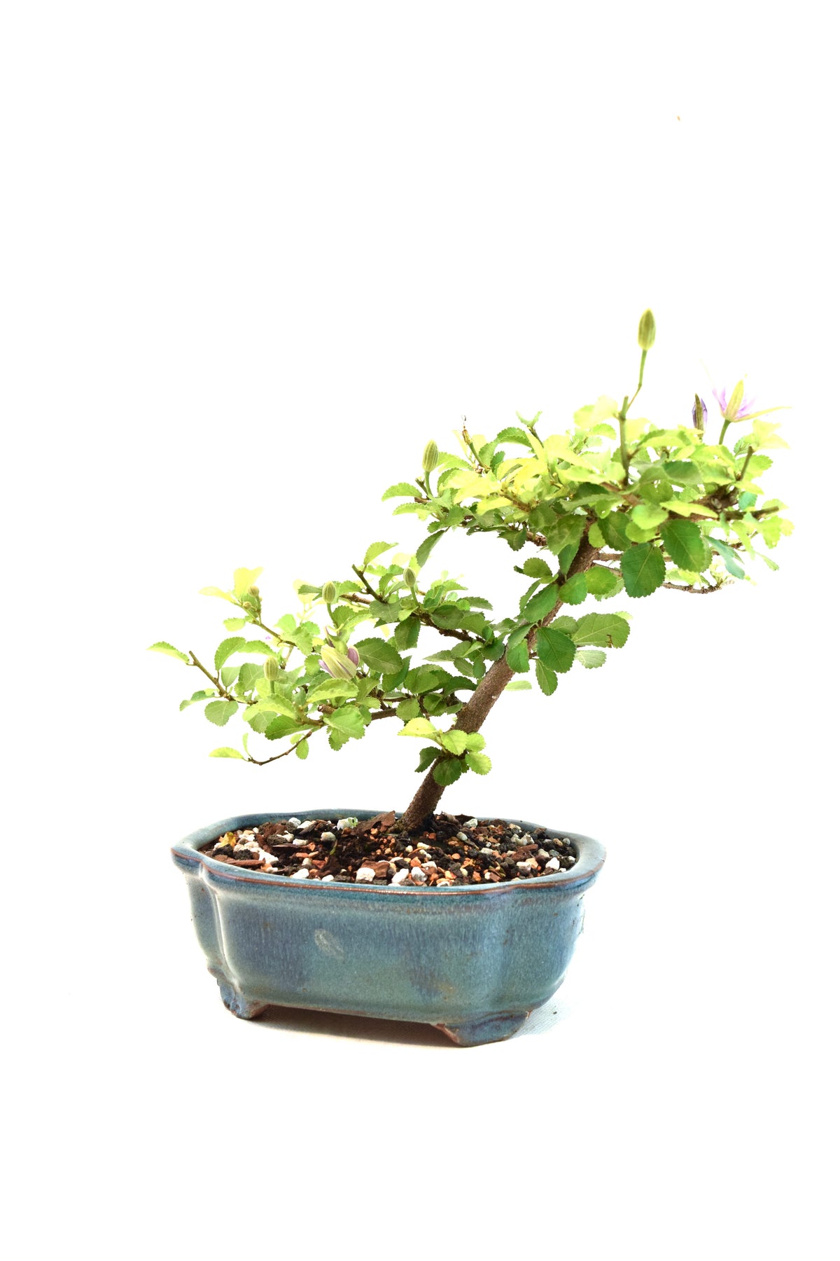Grewia Lavender Star Bonsai Tree in 6" Pot - One of a Kind Bonsai