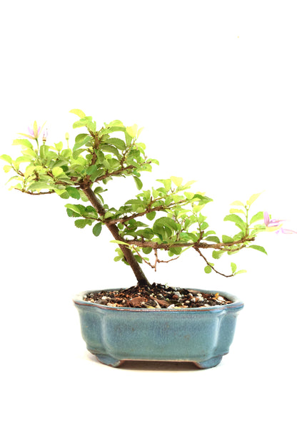 Grewia Lavender Star Bonsai Tree in 6" Pot - One of a Kind Bonsai