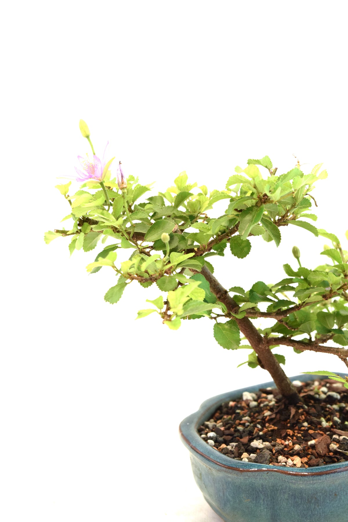 Grewia Lavender Star Bonsai Tree in 6" Pot - One of a Kind Bonsai