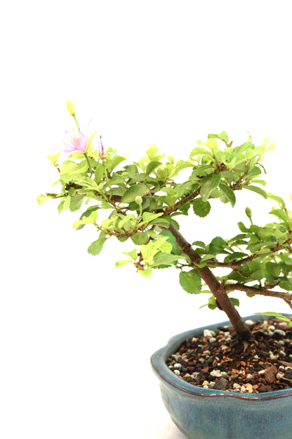 Grewia Lavender Star Bonsai Tree in 6" Pot - One of a Kind Bonsai