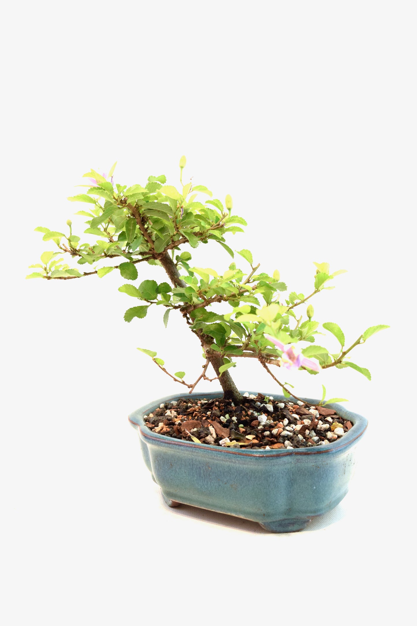 Grewia Lavender Star Bonsai Tree in 6" Pot - One of a Kind Bonsai