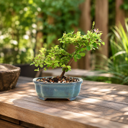 Grewia Lavender Star Bonsai Tree in 6" Pot - One of a Kind Bonsai