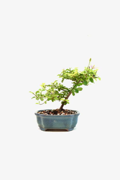 Grewia Lavender Star Bonsai Tree in 6" Pot - Similar Bonsai
