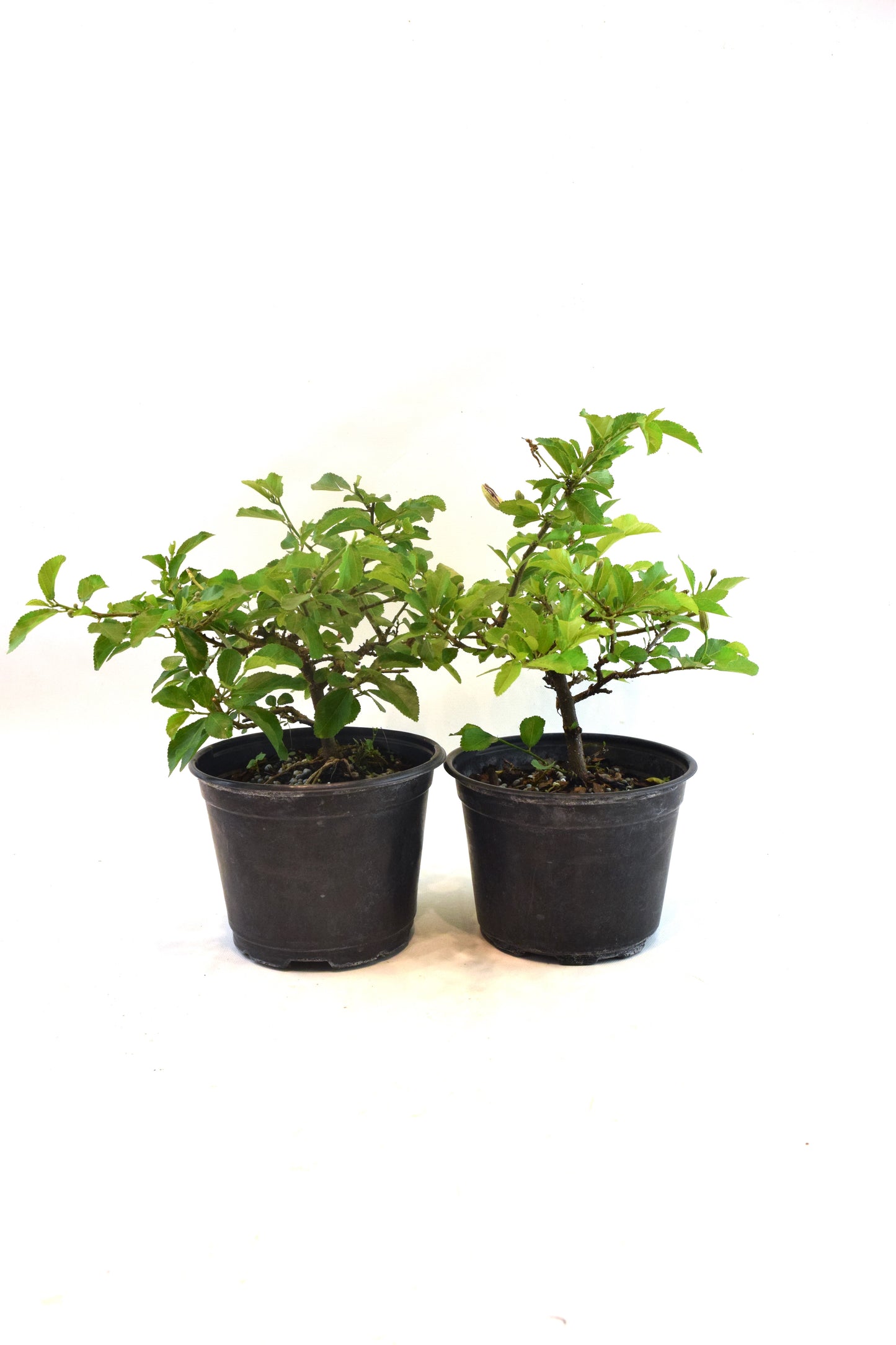 Grewia Lavender Star Bonsai in 6" Pot - Pre Bonsai