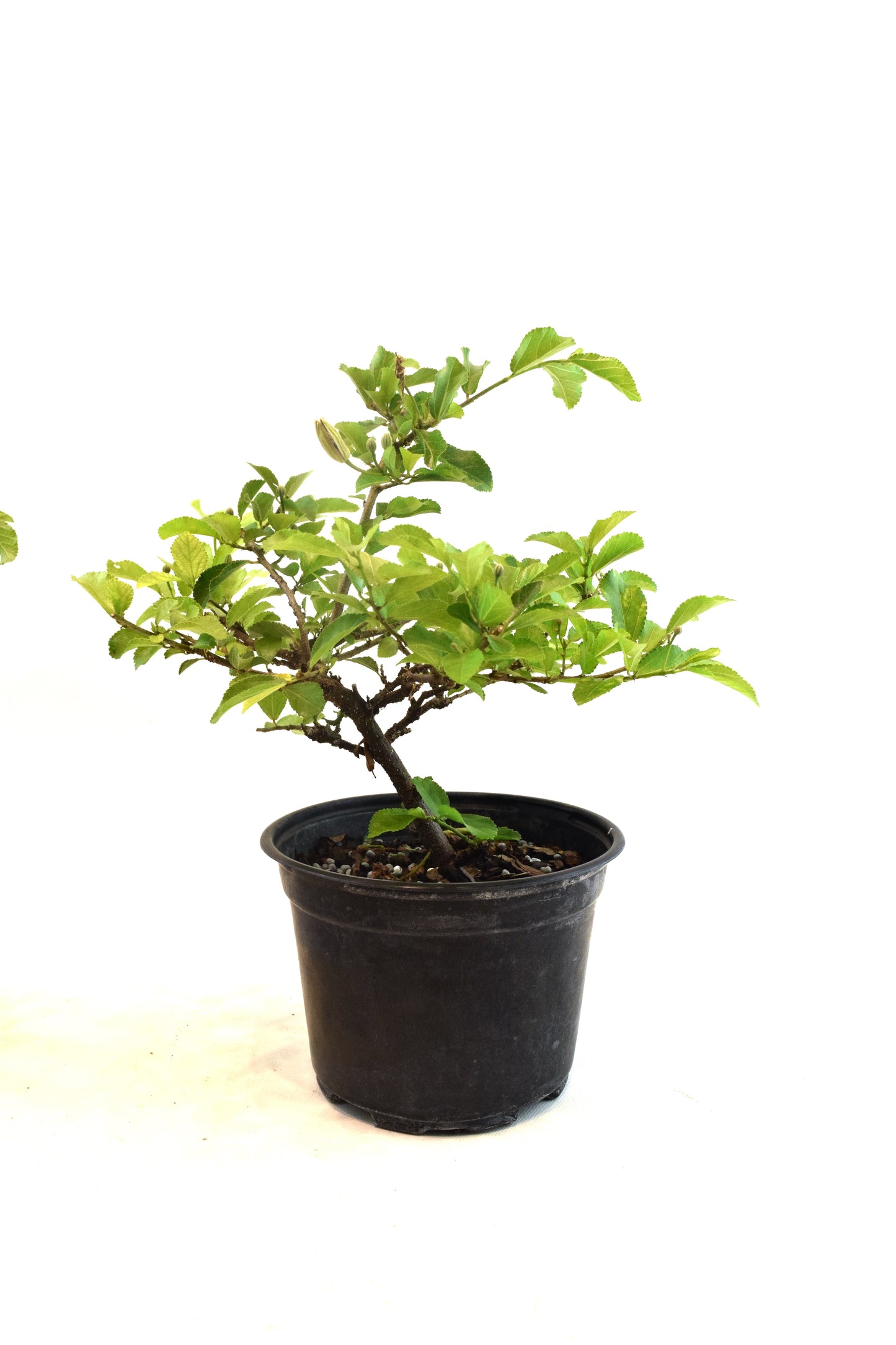 Grewia Lavender Star Bonsai in 6" Pot - Pre Bonsai