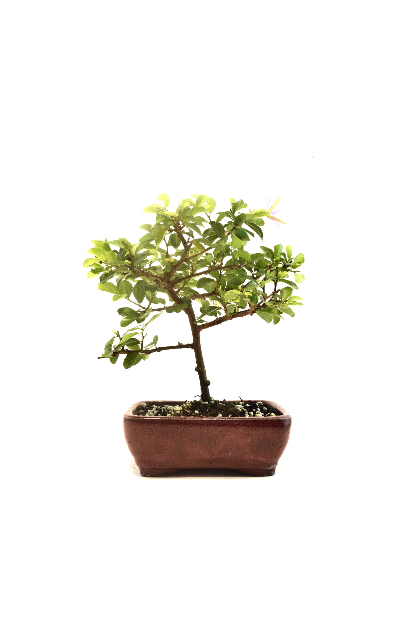 Grewia Lavender Star Bonsai Tree in 6" Pot - One of a Kind Bonsai