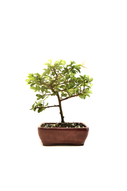 Grewia Lavender Star Bonsai Tree in 6" Pot - One of a Kind Bonsai
