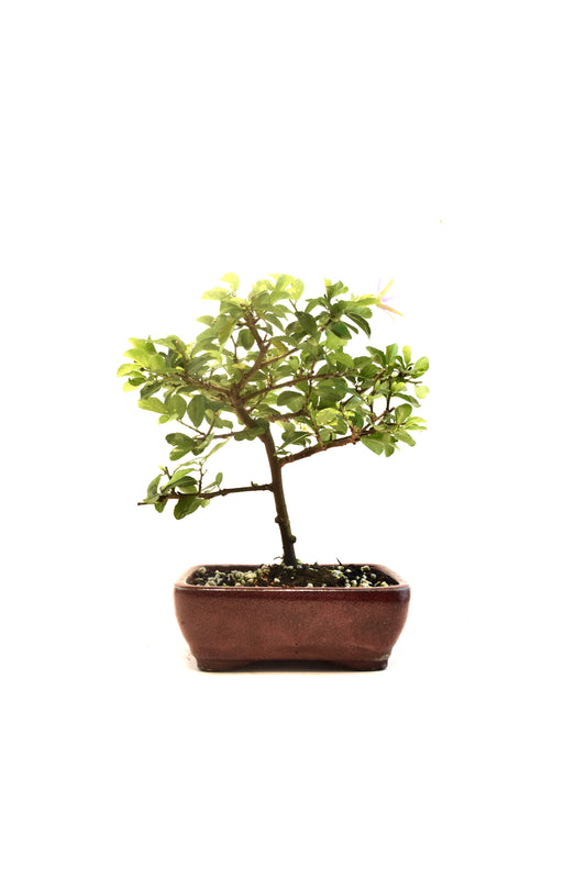 Grewia Lavender Star Bonsai Tree in 6" Pot - One of a Kind Bonsai