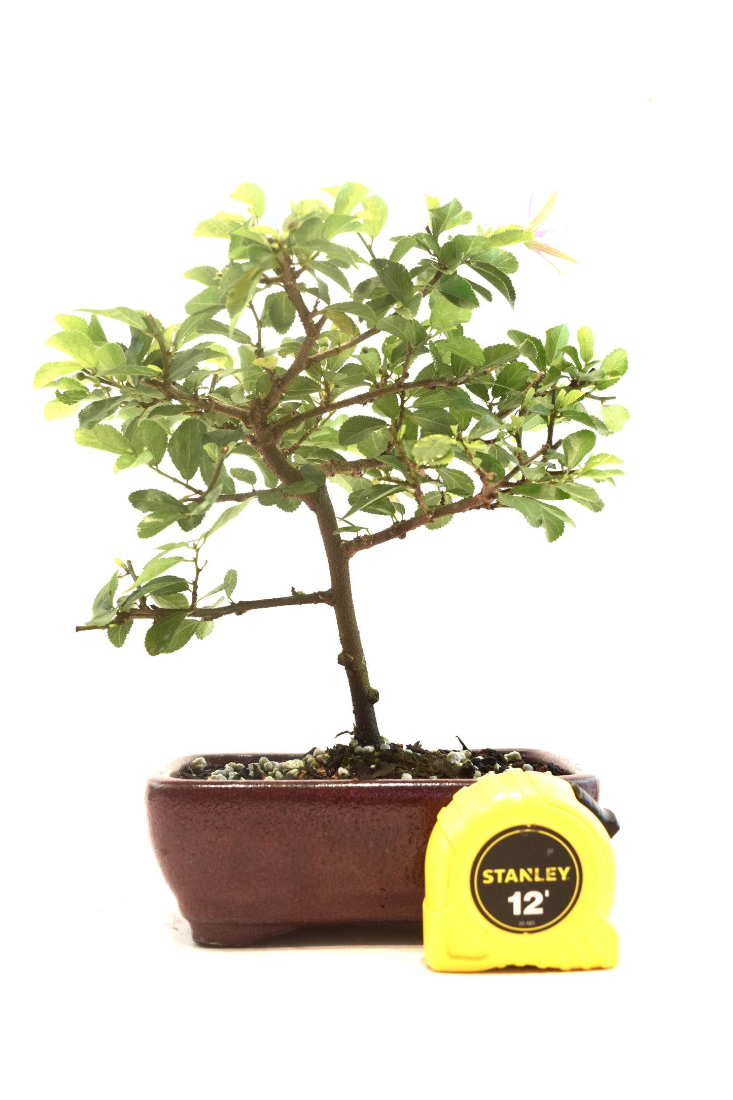 Grewia Lavender Star Bonsai Tree in 6" Pot - One of a Kind Bonsai