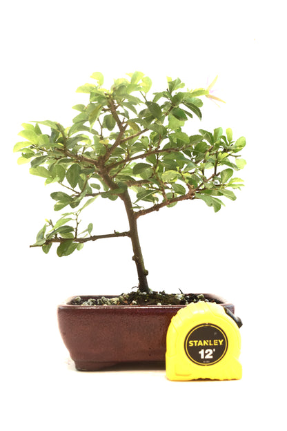 Grewia Lavender Star Bonsai Tree in 6" Pot - One of a Kind Bonsai