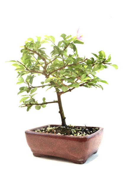 Grewia Lavender Star Bonsai Tree in 6" Pot - One of a Kind Bonsai