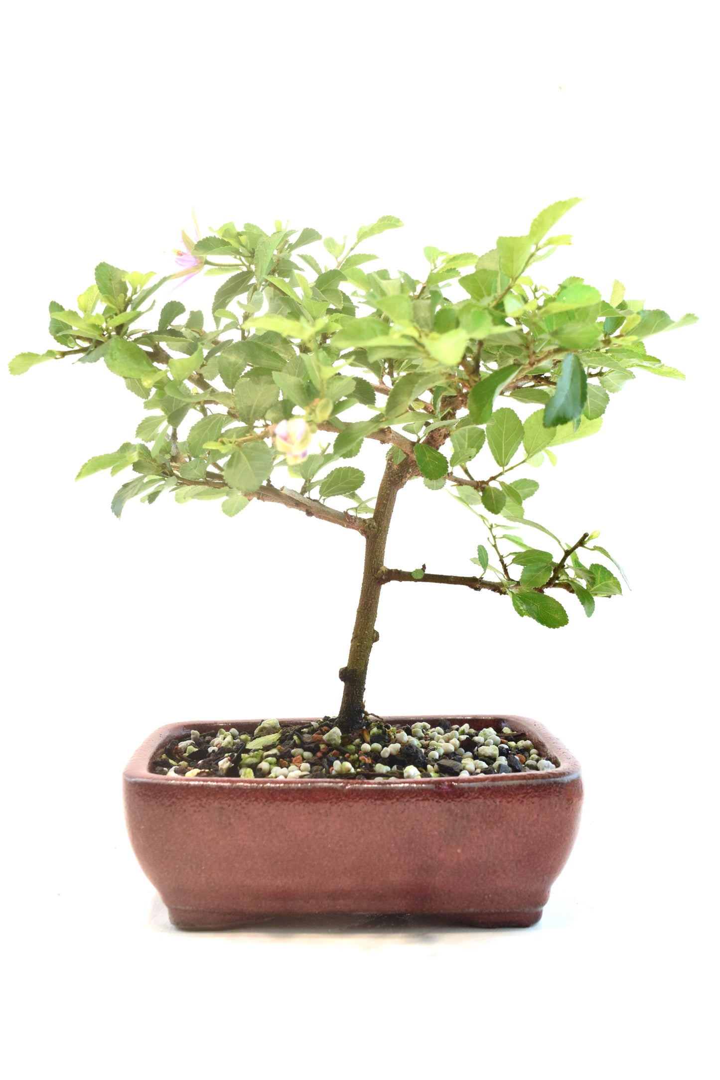 Grewia Lavender Star Bonsai Tree in 6" Pot - One of a Kind Bonsai