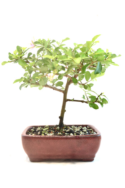 Grewia Lavender Star Bonsai Tree in 6" Pot - One of a Kind Bonsai