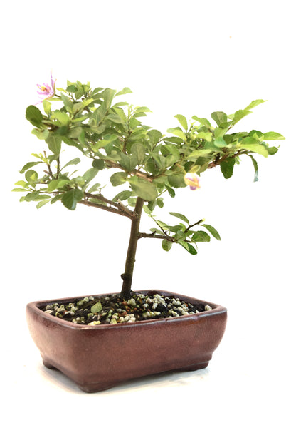 Grewia Lavender Star Bonsai Tree in 6" Pot - One of a Kind Bonsai
