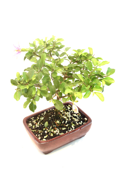 Grewia Lavender Star Bonsai Tree in 6" Pot - One of a Kind Bonsai