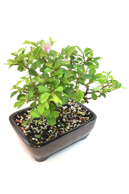 Grewia Lavender Star Bonsai Tree in 7.5" Pot - One of a Kind Bonsai