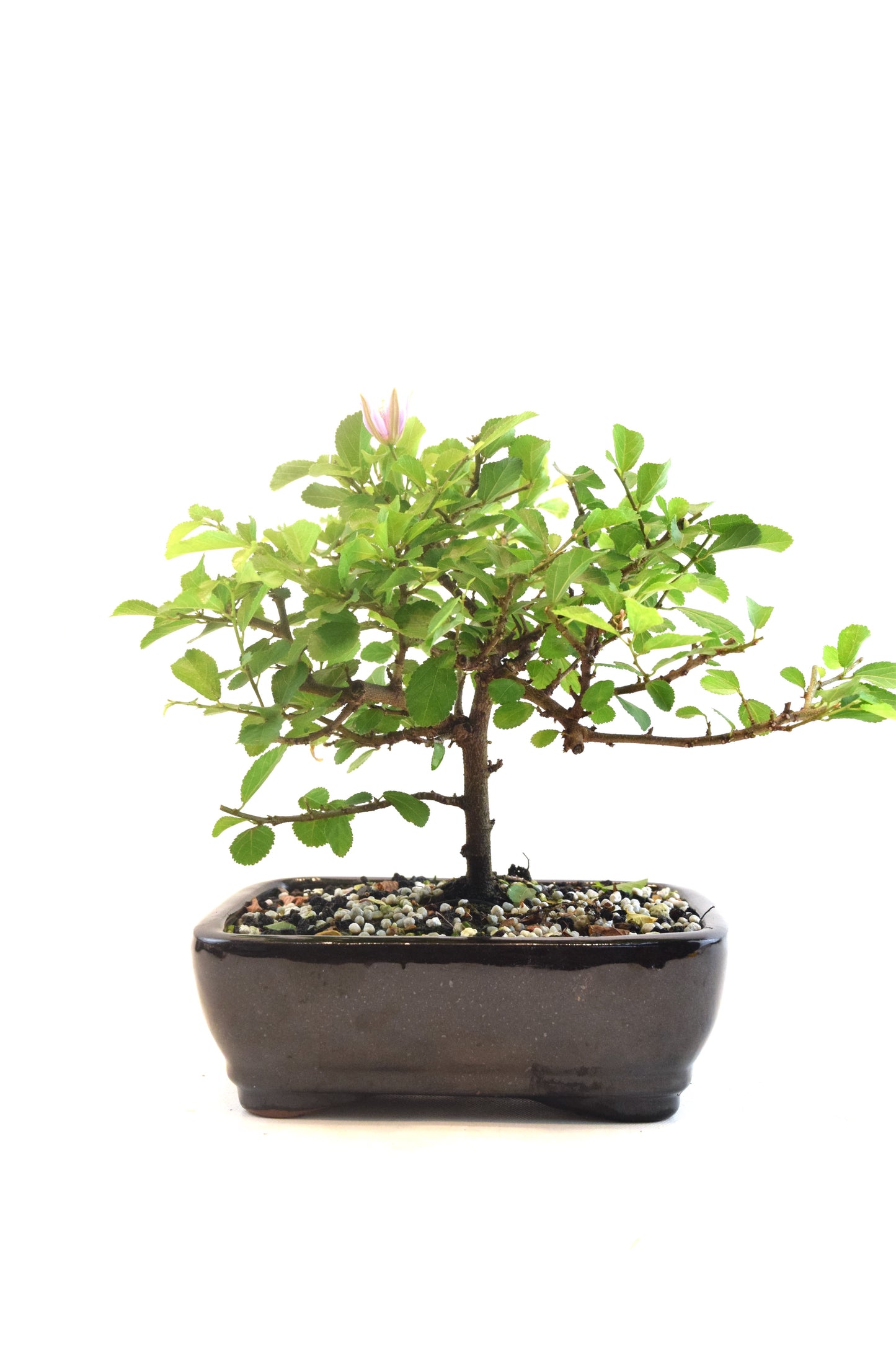 Grewia Lavender Star Bonsai Tree in 7.5" Pot - One of a Kind Bonsai