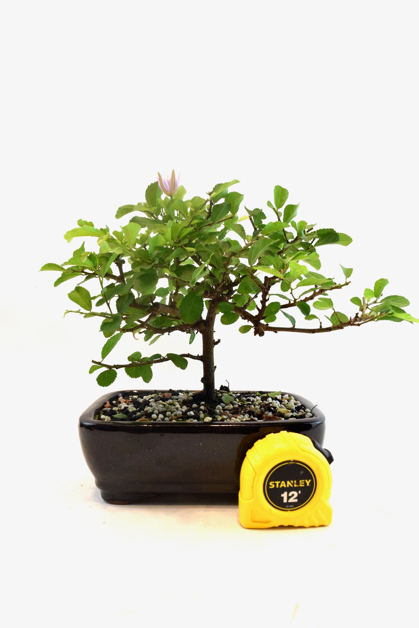 Grewia Lavender Star Bonsai Tree in 7.5" Pot - One of a Kind Bonsai