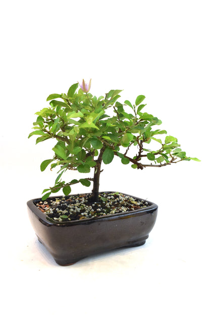 Grewia Lavender Star Bonsai Tree in 7.5" Pot - One of a Kind Bonsai